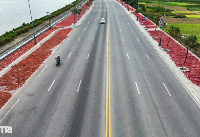 Thương lái ngừng mua, ớt ế nhuộm đỏ đường, nông dân lại lao đao