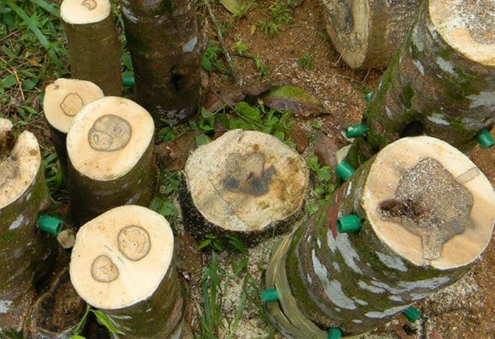Kỳ nam, trầm hương có tác dụng dược lý gì?