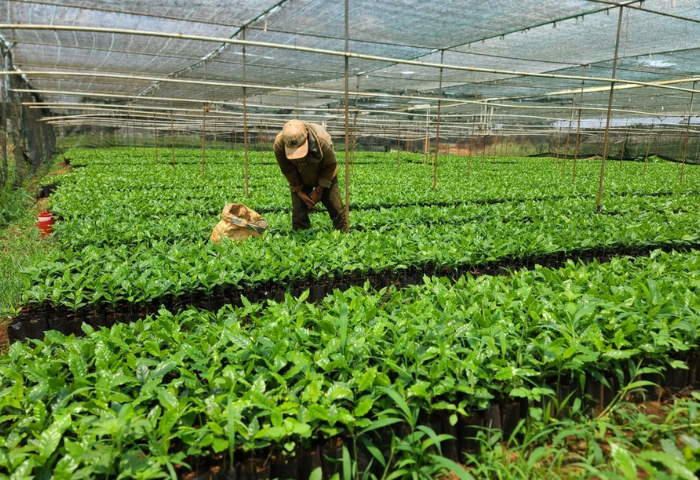 Cà phê giá cao chưa từng có, nông dân đổ xô mua cây giống
